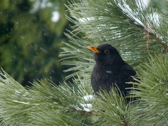 drozd čierny - turdus merula