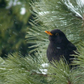 drozd čierny - turdus merula