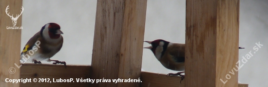 hádka