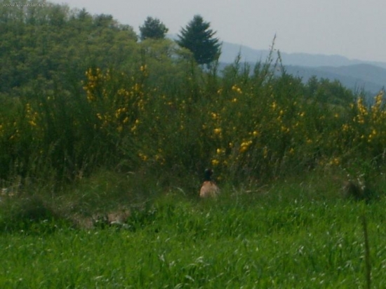 Bažant Poľovný