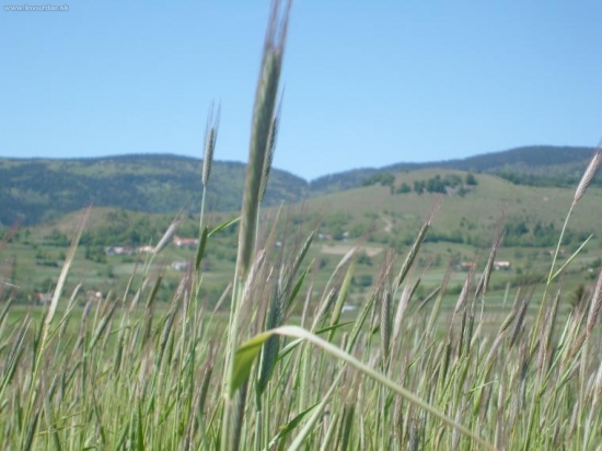 Poľana