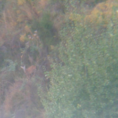 Silný vidlak,len rozmazany,nevidno parôžky