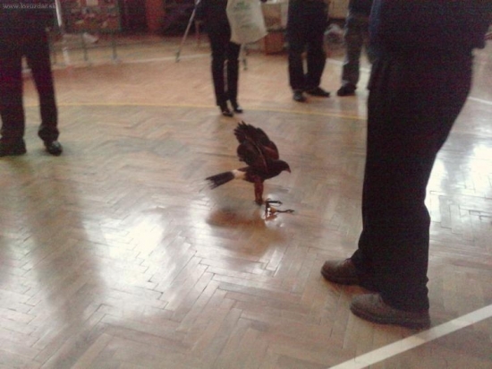 Jastrab harrisov-prilet na zem