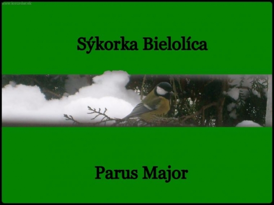 Parus Major