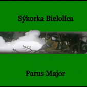 Parus Major