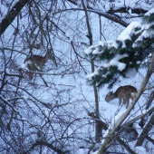 aha pozri čo v tom snehu je ? :-)