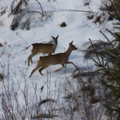 vyplašil ich túlavý pes