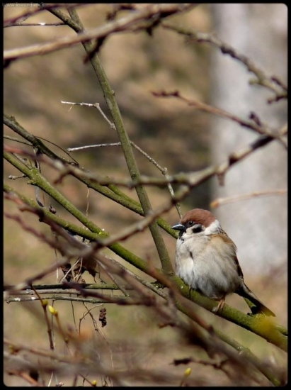 Passer Montanus