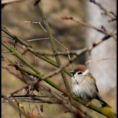 Passer Montanus