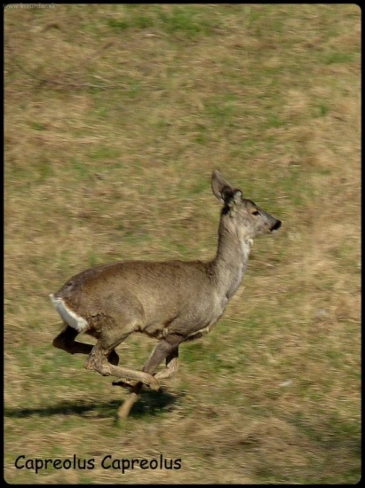 Srnček