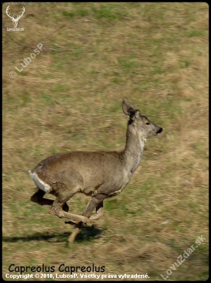 Srnček