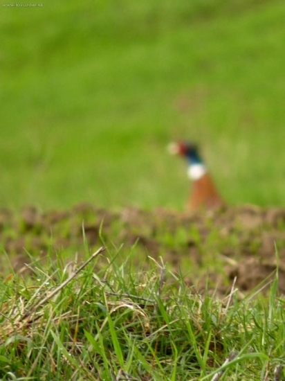 ach ten autofokus :-/