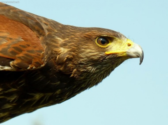 Parabuteo Unicinctus