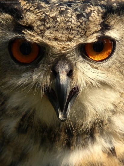 pohľad výra skalného :-)