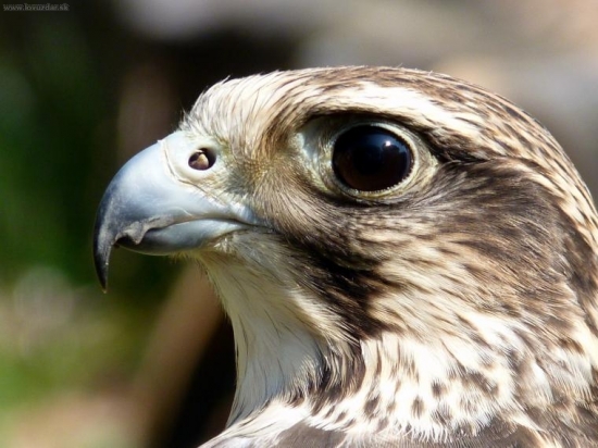 Sokol Rároh,Falco Cherrug