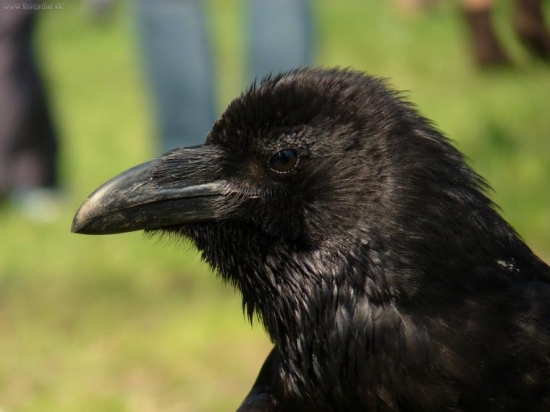 Corvus Corax