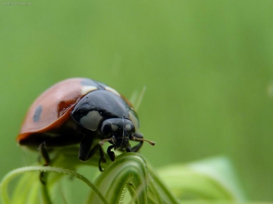 aké bude počasie ? :)