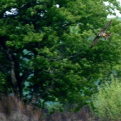 Sokol Lastovičiar
