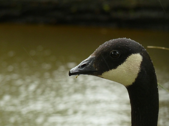 Canadian Goose