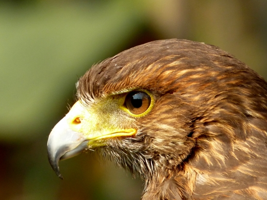 Kaňúr Okrúhlochvostý