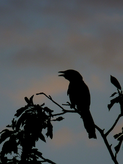 straka v protisvetle :)