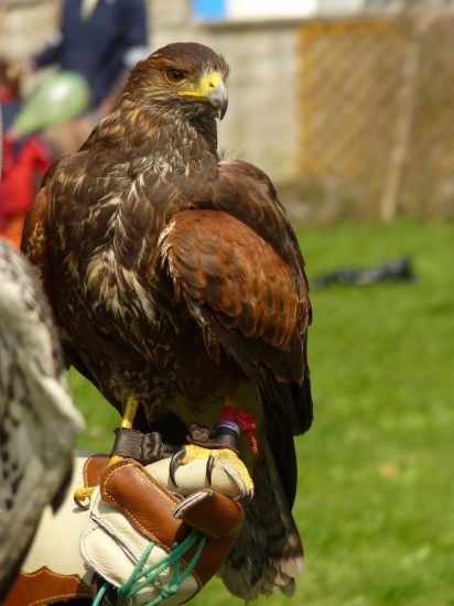 Harris Hawk