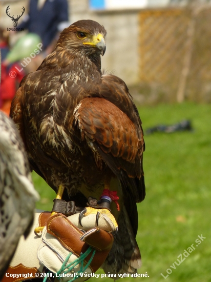 Harris Hawk