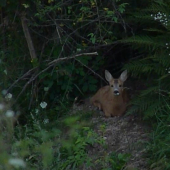 Srnča zalahnuté pred líščou norou