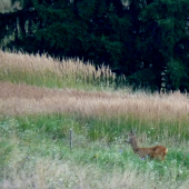 konečne po dlhom čase srnec