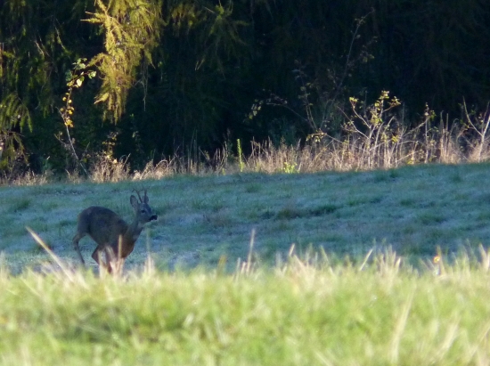 bezal popod vlek ...