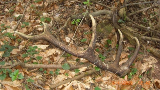 dnes rano minuloročny