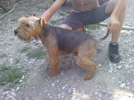 stara pani 12 rocna