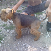 stara pani 12 rocna
