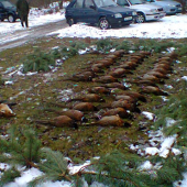 koncorocna vlanajsia