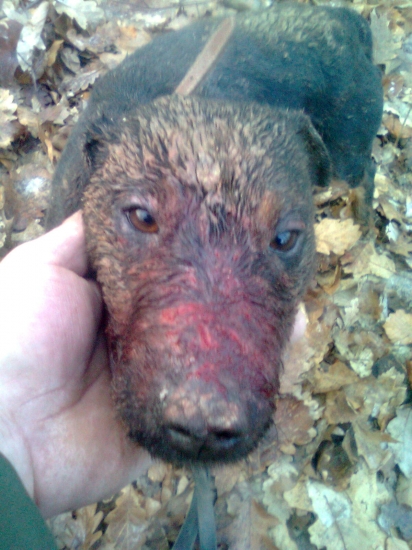 Jim= ked sa terier rozhodne pre boj