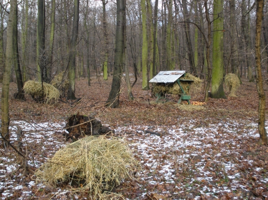 Jedno zo synovych krmnych miest