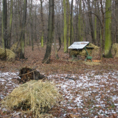 Jedno zo synovych krmnych miest