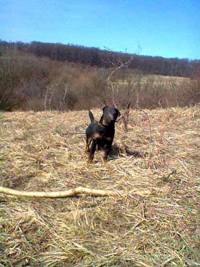 Jim:  prestavka pri brlohareni