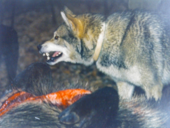 Kamarátova lajka pri ulovených diviakoch