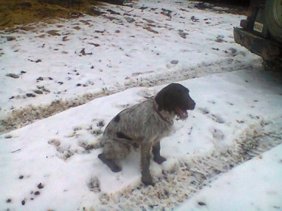 Včerajšie zakrmovanie z Great