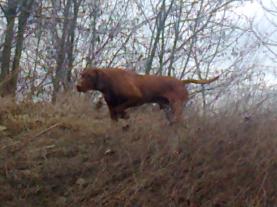 Otec môjho šteniatka v akcii