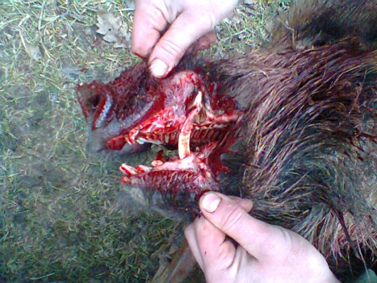 Na preventívku u zubára mal ešte čas