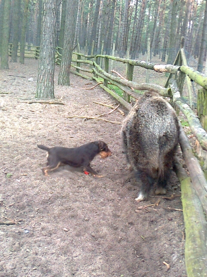 ako chutí diviačik