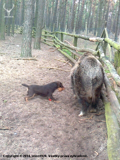ako chutí diviačik