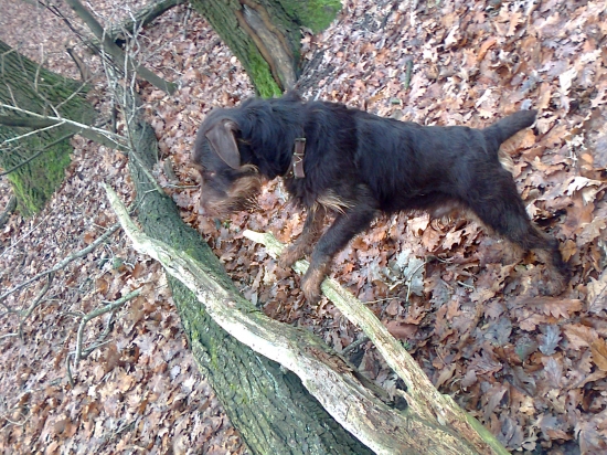 Stelesnená rozvaha,však som terier.