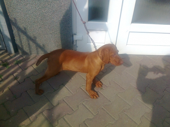 pred veterinárnou ambulanciou