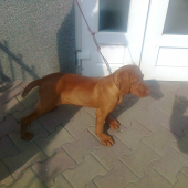 pred veterinárnou ambulanciou