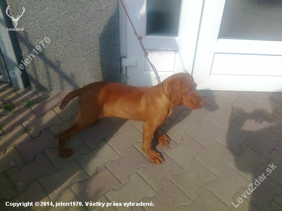 pred veterinárnou ambulanciou