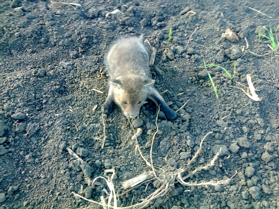 Malinke peknučké :D