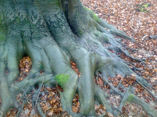koruna v oblakoch a nohami pevne na zemi.